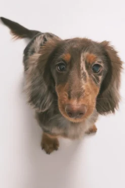 Pijama camisero largo 100% algod&oacute;n estampado rayas y perritos